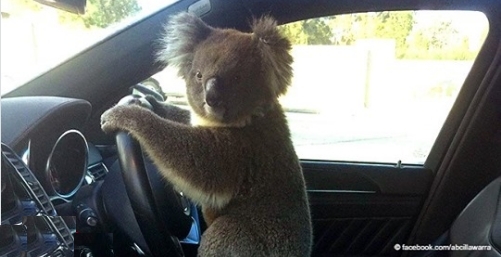 Australien: Koala wurde aus dem Verkehrschaos gerettet